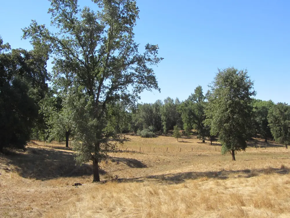 Blue oaks and dry golden grass across the rolling foothills of El Dorado County